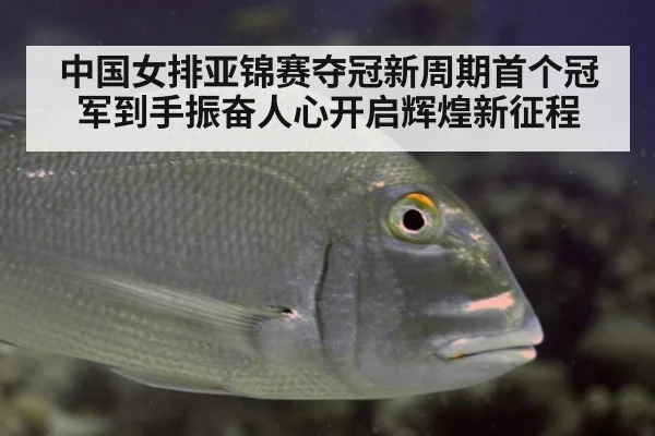 中国女排亚锦赛夺冠新周期首个冠军到手振奋人心开启辉煌新征程